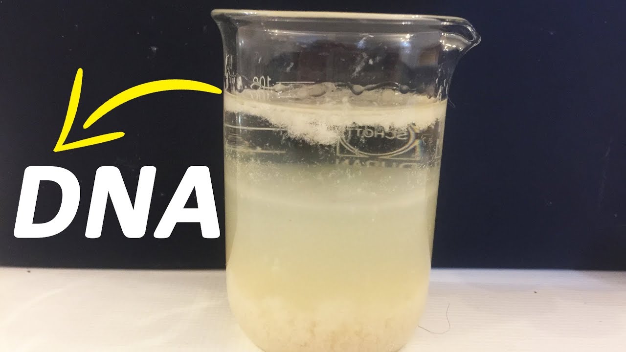 Cómo extraer el ADN de un plátano - TRIPLENLACE