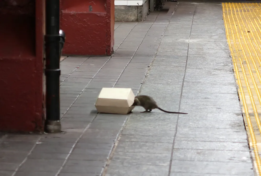 Las ratas ganan la batalla en las ciudades; la contención de la basura ...